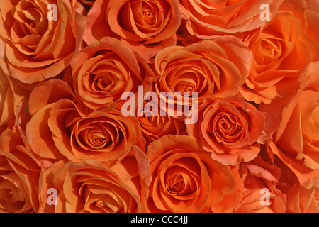 Mazzo di rose arancione Foto Stock