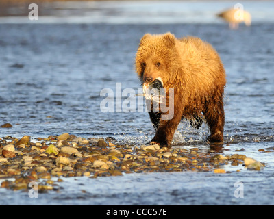 Orso bruno ( Ursus arctos ) un cub passi a terra Foto Stock