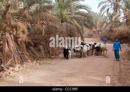 Ragazzo giovane camminare con il gregge di pecore in Dakhla Oasis, Western Desert Egitto Foto Stock