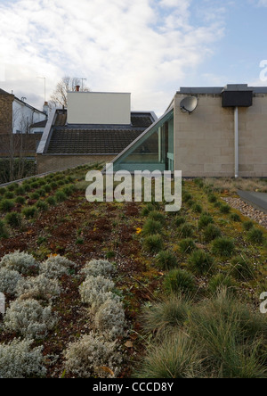 Hamstead Lane, Duggan Morris architetti, il tetto verde Foto Stock