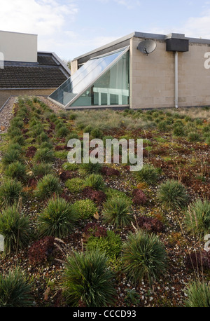 Hamstead Lane, Duggan Morris architetti, il tetto verde Foto Stock