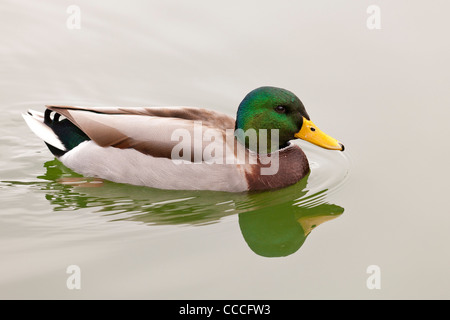 Maschio di Mallard duck su acqua Foto Stock