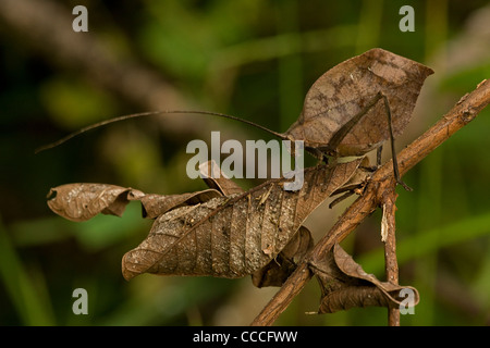 Foglia katydid mimic - Costa Rica - camoflauged ad assomigliare a foglia per la difesa dai predatori