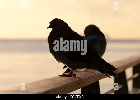 Piccioni seduti sulla rampa Foto Stock