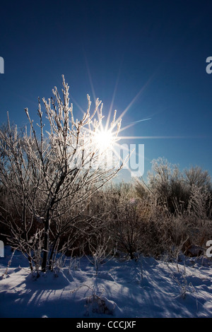 Brina (trasformata per forte gradiente frost) (radiazione frost) (pruina) su un albero a sunrise. Foto Stock