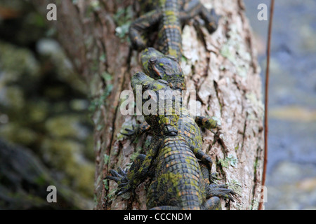 Young American alligatori (Alligator mississippiensis) Foto Stock