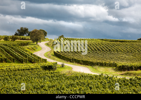 Famosa via del vino in Alsazia France offre questa vista su una strada con curve attraverso i vigneti vicino a Riquewihr Foto Stock