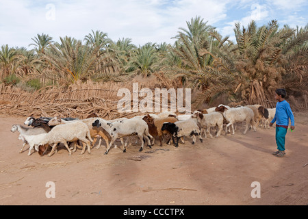 Ragazzo giovane camminare con il gregge di ovini e caprini in Dakhla Oasis, Western Desert Egitto Foto Stock