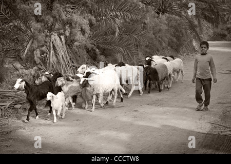 Girato in bianco e nero del giovane ragazzo camminare con il gregge di ovini e caprini in Dakhla Oasis, Western Desert Egitto Foto Stock