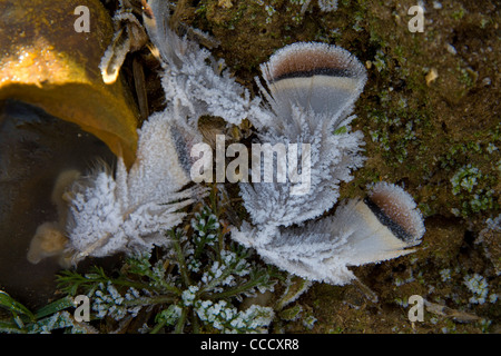 Una chiusura immagine smerigliato di pernici rosse piume sul terreno Foto Stock