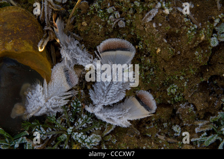 Una chiusura immagine smerigliato di pernici rosse piume sul terreno Foto Stock