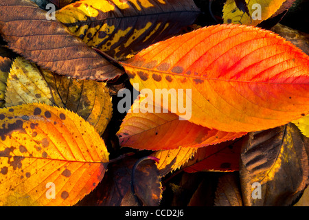Una raccolta di foglie di autunno di luce soffusa. Foto Stock