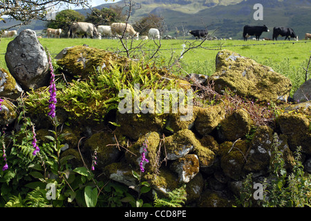 Dintorni di Lough Melvin, nella Contea di Leitrim, Connacht, Irlanda, Europa. Foto Stock