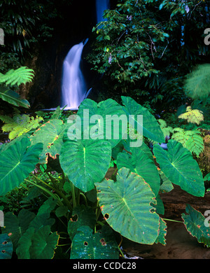 Una lussureggiante vegetazione tropicale con una piccola cascata in background sull'isola caraibica di Dominica Foto Stock