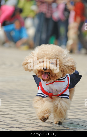 Piccolo cane barboncino in esecuzione sul terreno Foto Stock