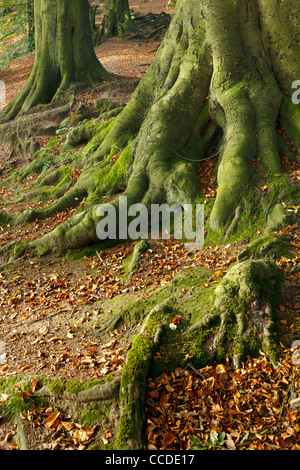 Faggio radici Alderley Edge, Cheshire Foto Stock