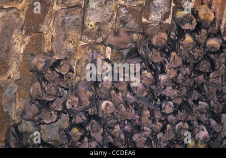 Colonia di minore a breve dal naso pipistrelli della frutta (Cynopterus brachyotis) appesi in grotta, a sud dello Sri Lanka Foto Stock