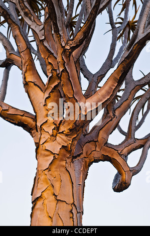 Faretra albero / Kocurboom (Aloe dichotoma) al tramonto, Namibia Foto Stock