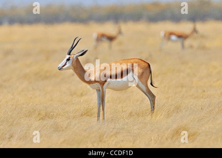 Springbok (Antidorcas marsupialis) ritratto, il Parco Nazionale di Etosha, Namibia Foto Stock