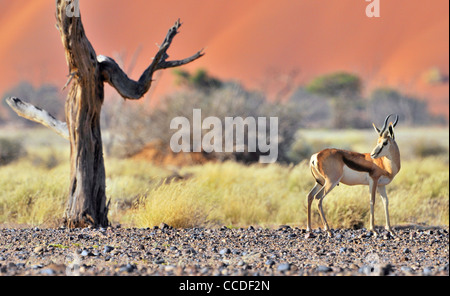 Springbok (Antidorcas marsupialis) in Sossusvlei / Sossus Vlei, Namib Desert, Namibia Foto Stock