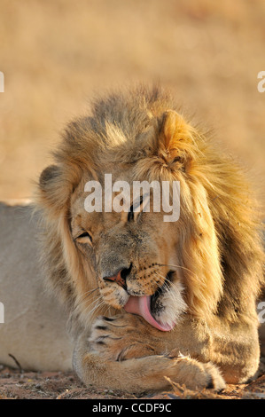 Maschio di leone africano (Panthera leo) leccare zampe anteriori, deserto Kalahari, Kgalagadi Parco transfrontaliero, Sud Africa Foto Stock