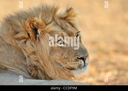 Maschio di leone africano (Panthera leo) di appoggio nel deserto del Kalahari, Kgalagadi Parco transfrontaliero, Sud Africa Foto Stock