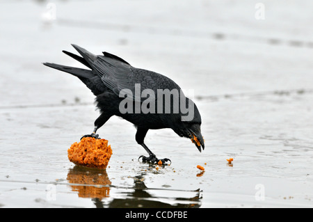 Carrion crow (Corvus corone) mangiare la torta su ghiaccio congelato stagno, Paesi Bassi Foto Stock