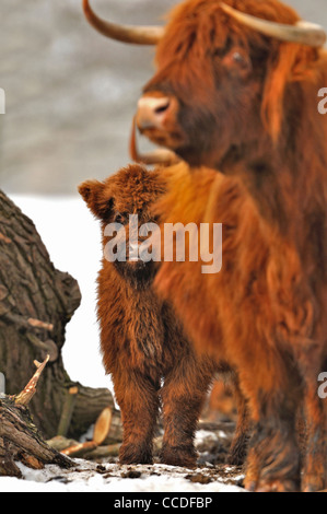 Highland bovini e vitello nella neve in inverno Foto Stock