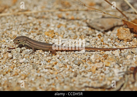 Grandi Psammodromus (Psammodromus algirus) Foto Stock