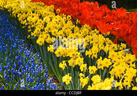 Tulipani, narcisi e uva comune giacinti - fiori di primavera in rosso, giallo e blu Foto Stock
