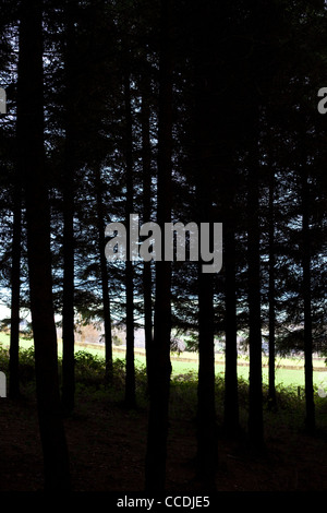 Commissione forestale plantation che dava su un terreno coltivato, England, Regno Unito Foto Stock