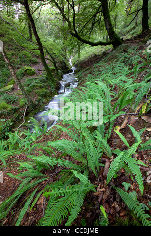 Ruscello di montagna Foto Stock