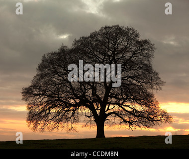 Silhouette di lone Oak tree al tramonto, Herefordshire, England, Regno Unito Foto Stock