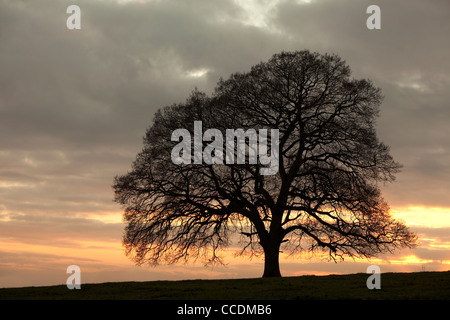 Silhouette di lone Oak tree al tramonto, Herefordshire, England, Regno Unito Foto Stock