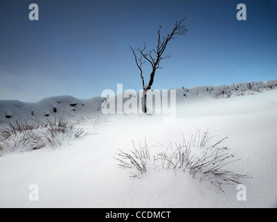 Lone Tree in neve fresca nel parco nazionale di Peak District Foto Stock