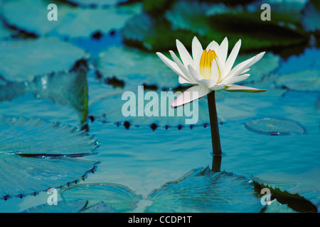 Acqua Lilly Foto Stock