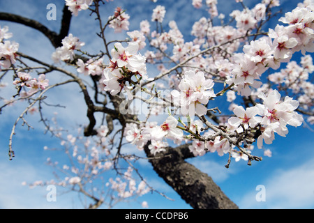 Almond blossom su alberi contro la molla blu cielo (close-up), molla, Spagna Foto Stock