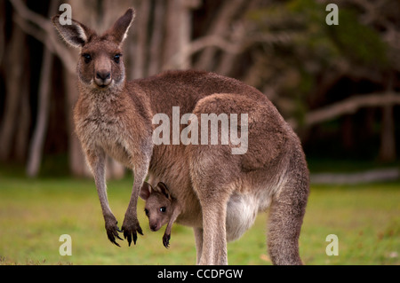 Kangaroo Madre con bambino Joey nella sacca, Sud Est Australia Foto Stock