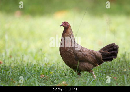 Red Junglefowl (Gallus gallus), femmina foraggio per il mangiare sull'isola di Peleliu nella Repubblica di Palau. Foto Stock