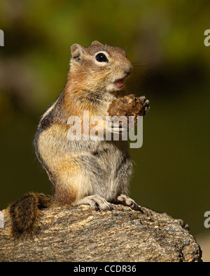 Un oro-mantled massa momentaneamente scoiattolo sorpreso mentre si alimenta. Foto Stock