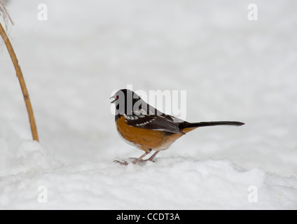 Rufous facciate Towhee, Pipilo erythrophthalmus, nella neve della Columbia Britannica. Canada Foto Stock