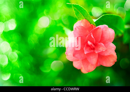 Pink Camellia flower su sfondo verde Foto Stock