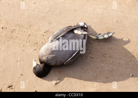 Dead American Coot su strada sterrata Foto Stock