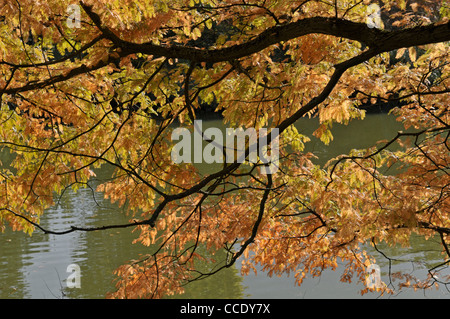 Dawn Redwood: Metasequoia glyptostroboides Foto Stock