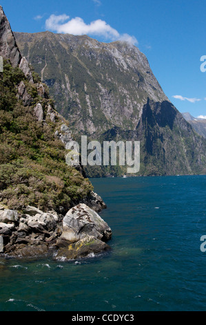 Le foche ensoleillement stessi una roccia in Milford Sound Foto Stock