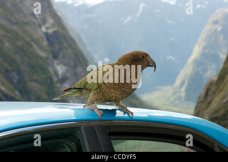 Kea un pappagallo alpino provenienti dalla Nuova Zelanda Foto Stock