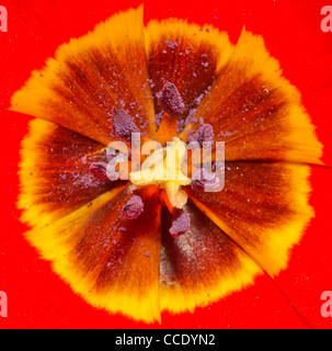 Extreme close up immagine di red tulip Foto Stock
