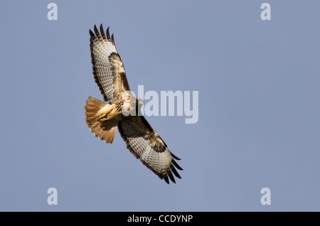 Red-tailed Hawk in volo Foto Stock