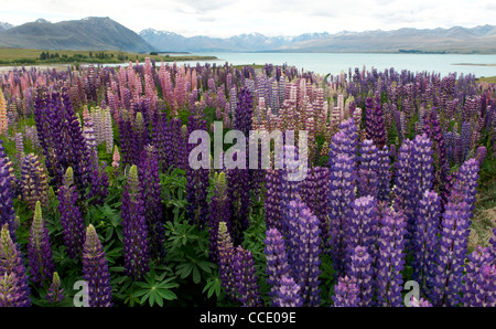 I lupini crescente selvatici sulle rive del Lago Tekapo Foto Stock