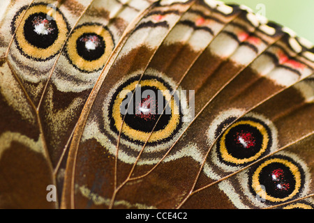 Chiudere la parte di ala di farfalla da un blu Morpho Foto Stock